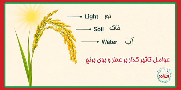 راز خوشبو شدن برنج