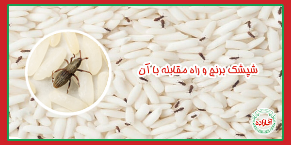 شپشک برنج و راه مقابله با ان